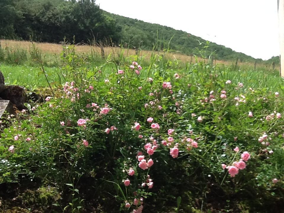 Domaine La Rose Acomodação com café da manhã Caylus Exterior foto